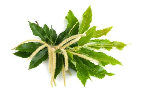 Chestnut branch Stock Photos