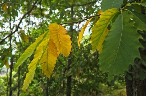 Chestnut branch Stock Photos