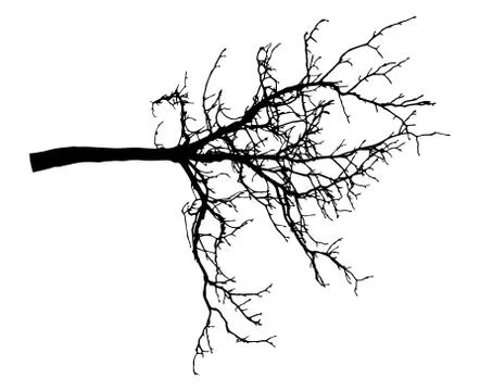 Chestnut branch tree silhouette. Bare branch. Vector illustration Illustrazione stock