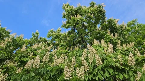 Chestnut branches with beautiful white flowers Stock Footage 243759989