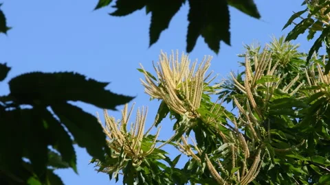 Chestnut branches bloom and sway in the wind against the blue sky. Stock Footage 197768434