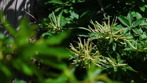 Chestnut branches bloom and sway in the wind during the summer season. Stock Footage 197770865