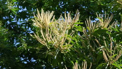 Chestnut branches bloom and sway in the wind during summer season. Stock Footage 232423947