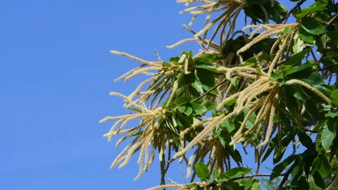 Chestnut branches bloom and sway in the wind during the summer season. Stock Footage 241929464