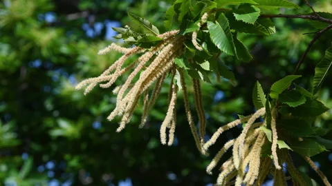 Chestnut branches bloom and sway in the wind during the summer season Stock Footage 247453178