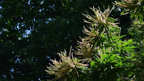 Chestnut branches bloom and sway in the wind during the summer season. Stock Footage 248756000
