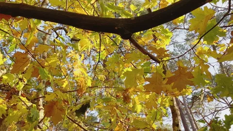 Chestnut branches with golden leaves at fall Stock Footage 219436831