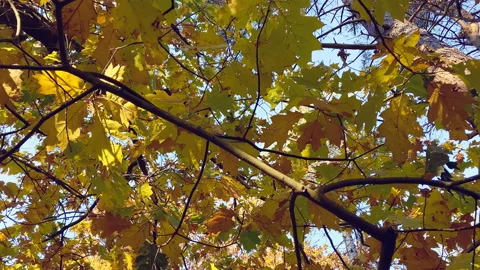 Chestnut branches with golden leaves at fall Stock Footage 219437331