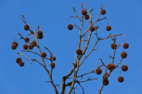 Chestnut branches Stock Photos