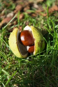 Chestnut in broken shell Stock Photos