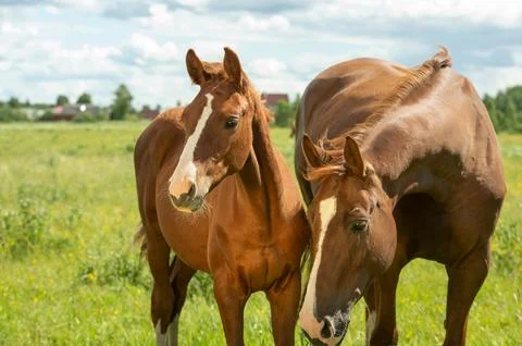 Chestnut  brood mare posing in meadow with her foal.  sunny summer day Foto stock