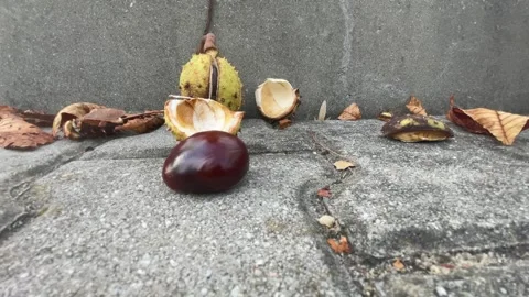 Chestnut brown fall Video stock 252195392