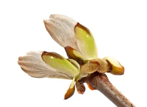 Chestnut bud closeup on white background Stock Photos