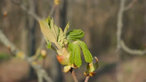 The chestnut bud has blossomed Stock Footage