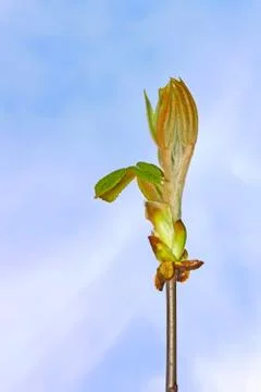 Chestnut bud Foto stock