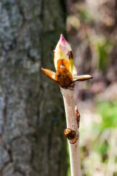 Chestnut bud Stock Photos