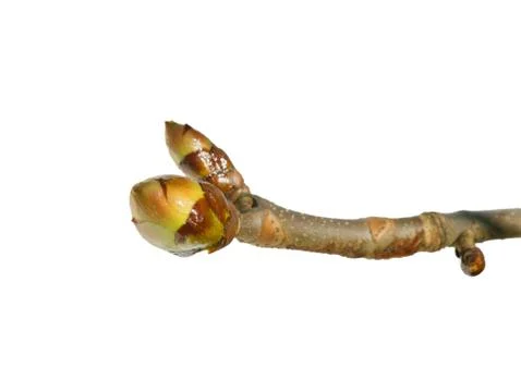Chestnut bud Stock Photos