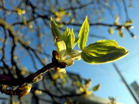 Chestnut Buds Appear in Spring on a Tree Branch With Clear Blue Sky Stock Photos