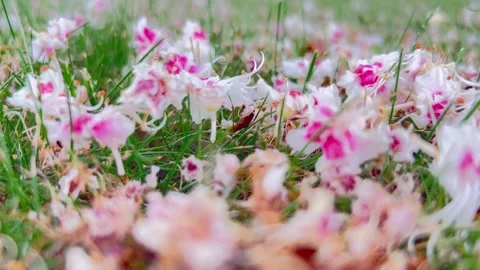 Chestnut buds on green grass, light and delicate petals. Stock Footage 243484400