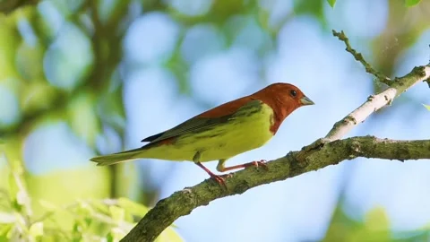 Chestnut bunting bird perched Видео 335661915