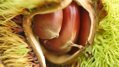 Chestnut bur open shell, GyeongSan Si, GyeongSangBuk-do, South Korea Видео 164011054