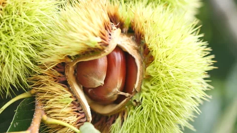 Chestnut bur open shell, GyeongSan Si, GyeongSangBuk-do, South Korea Stock Footage 164011238