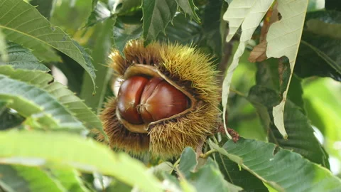 Chestnut bur on a tree open shell, Gyeongsan-si, Gyeongsangbuk-do, Sout 库存影片 163997755