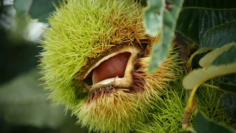 Chestnut bur on a tree open shell, Gyeongsan-si, Gyeongsangbuk-do, Sout 库存影片 164011358