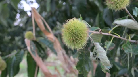 Chestnut Burr on Tree Branch Close Up Stock Footage 345025114