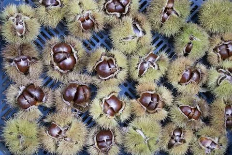 Chestnut Burrs Opened Top View Foto stock