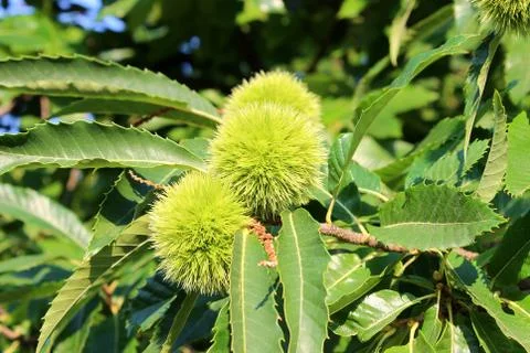 Chestnut burrs Stock Photos