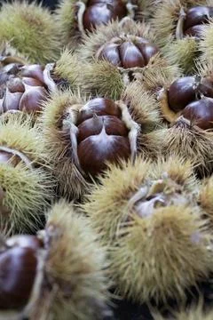 Chestnut Burrs Vertical Composition Stock Photos