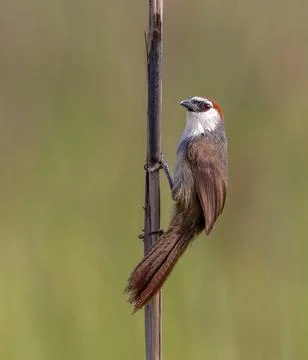 Chestnut-capped babbler. Stock Photos