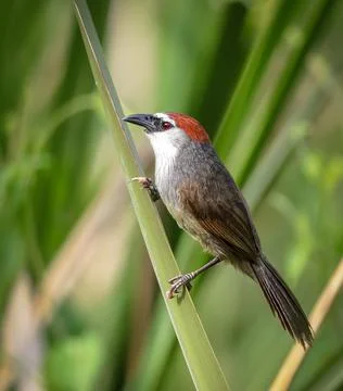 Chestnut-capped babbler. Stock Photos