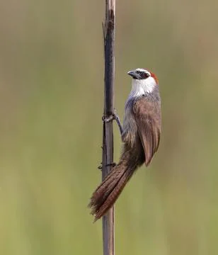 Chestnut-capped babbler Stock Photos