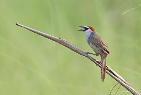Chestnut-capped babbler Stock Photos