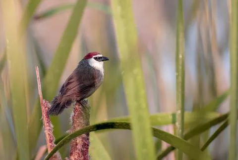 Chestnut-capped babbler Stock Photos
