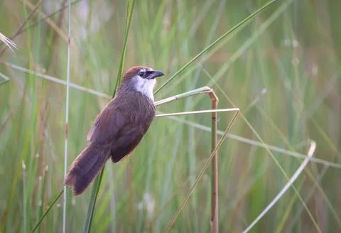 Chestnut-capped babbler. Stock Photos