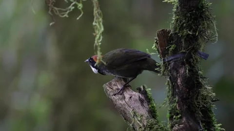 Chestnut-capped Brushfinch move around in thick rainforest undergrowth Stock Footage 296668667