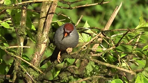 Chestnut capped Laughingthrush, Malaysia Stock Footage 113218022