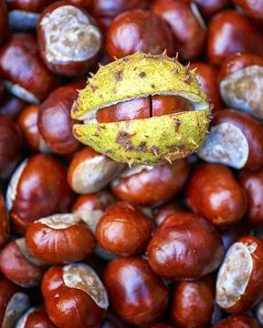 Chestnut case autumn background. Fall season wallpaper. Chestnut tree autumn Stock Photos