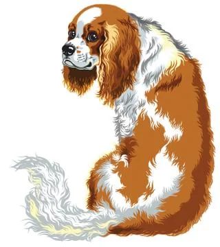 Chestnut cavalier king charles spaniel Stock Illustration