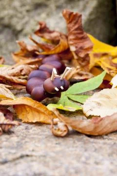 Chestnut centipede Stock Photos
