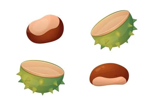 Chestnut, chestnut shell. Vector illustration isolated on white background Stock Illustration