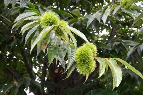 Chestnut on Chestnut tree Stock Photos