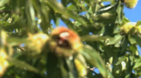 Chestnut Close Up 01 Stock Footage 21432629