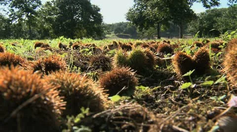Chestnut Close Up 02 Video stock 21432865