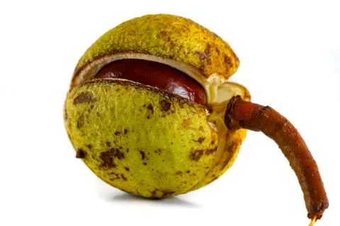 Chestnut closeup on white background Stock Photos