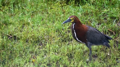 Chestnut-colored bird wading through lush green grass. Stock Footage 301069789