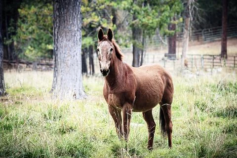 Chestnut colored horse in feild. Stock Photos